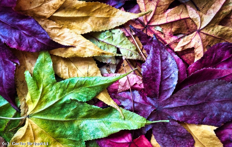 Immagine scorrevole: Foglie in autunno