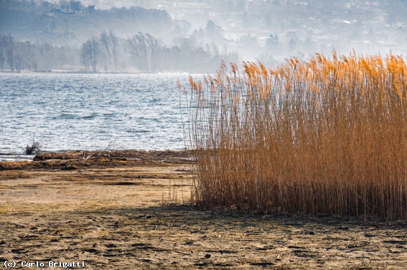 Immagine scorrevole: canne al vento