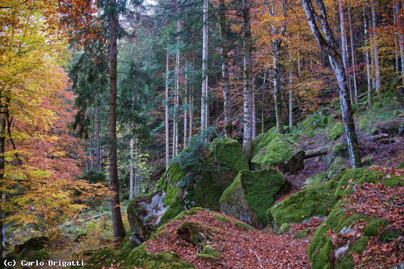 Immagine scorrevole: colori della faggeta