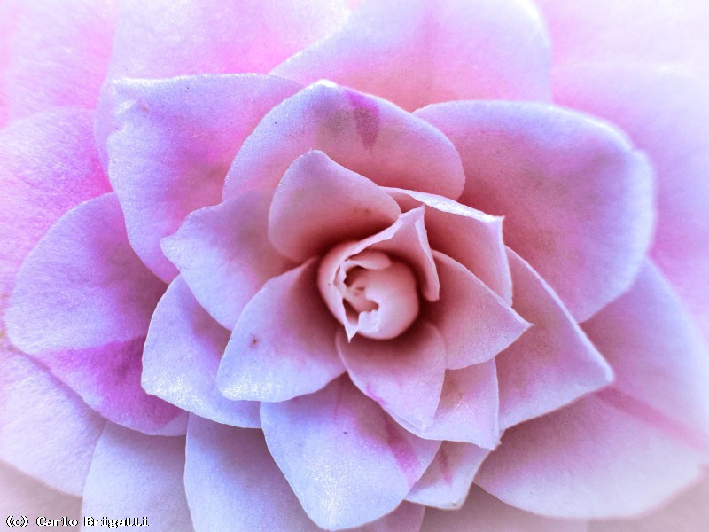 Immagine scorrevole: profondo rosa