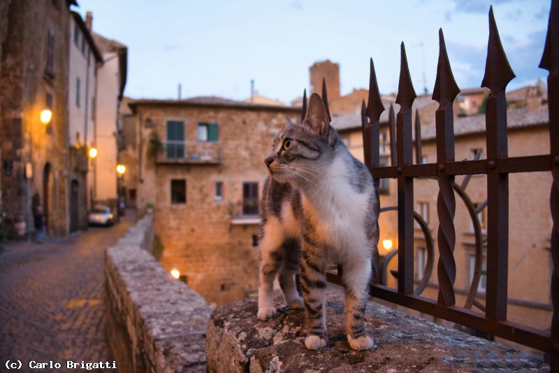 Immagine scorrevole: Un gatto ad Orvieto
