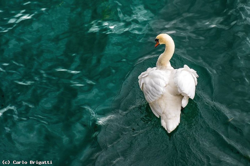 Immagine scorrevole: Cigno