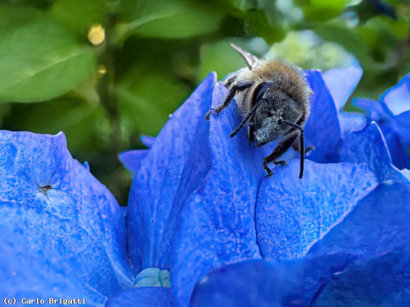 Immagine scorrevole: Apis mellifera